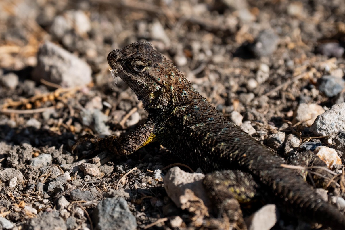 Western Fence Lizard - ML645242194