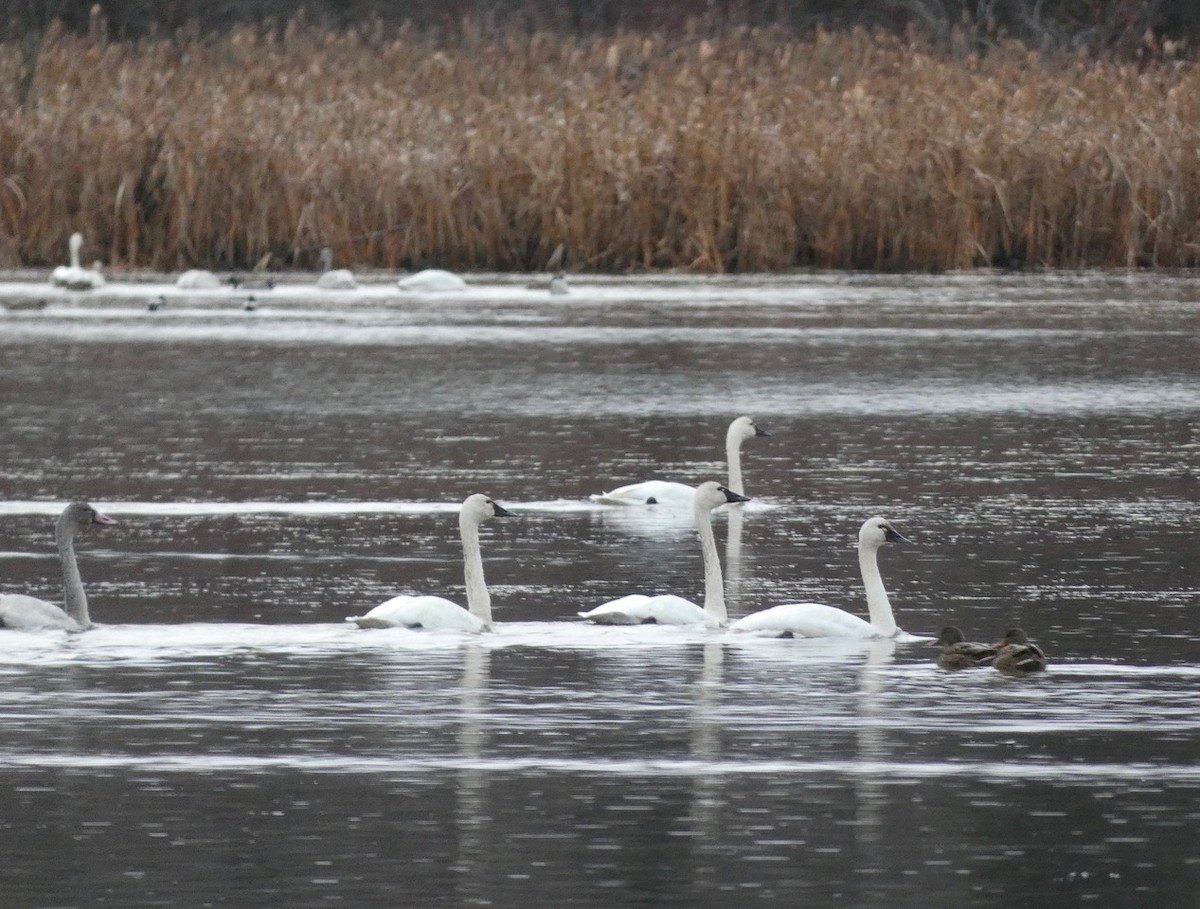 Tundra Swan - ML645242195