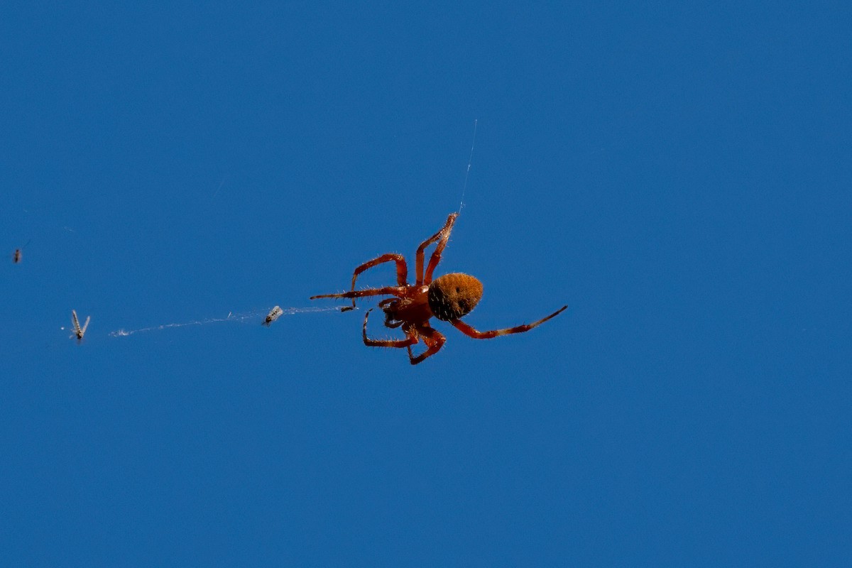 Western Spotted Orbweaver - ML645242202
