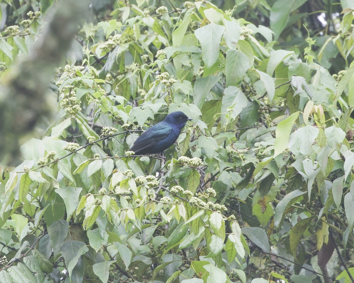 Purple-throated Cuckooshrike - ML645242203