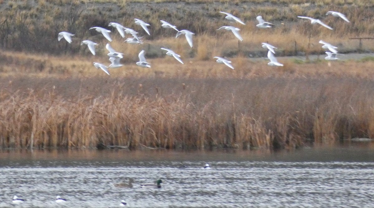 Bonaparte's Gull - ML645242208