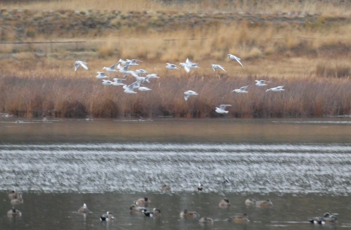 Bonaparte's Gull - ML645242209