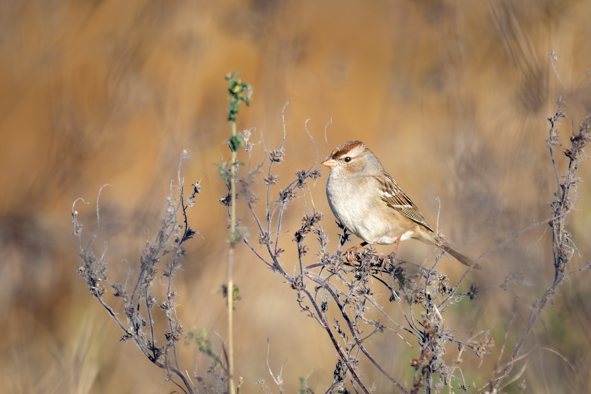 Porsuk Serçesi - ML645242218