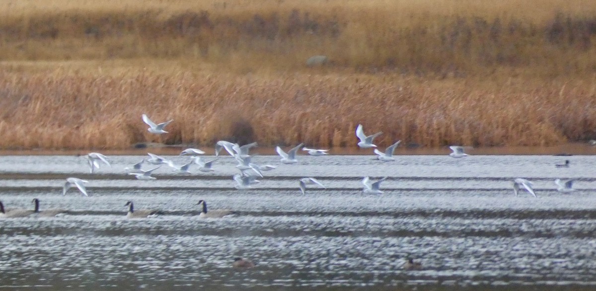 Bonaparte's Gull - ML645242219