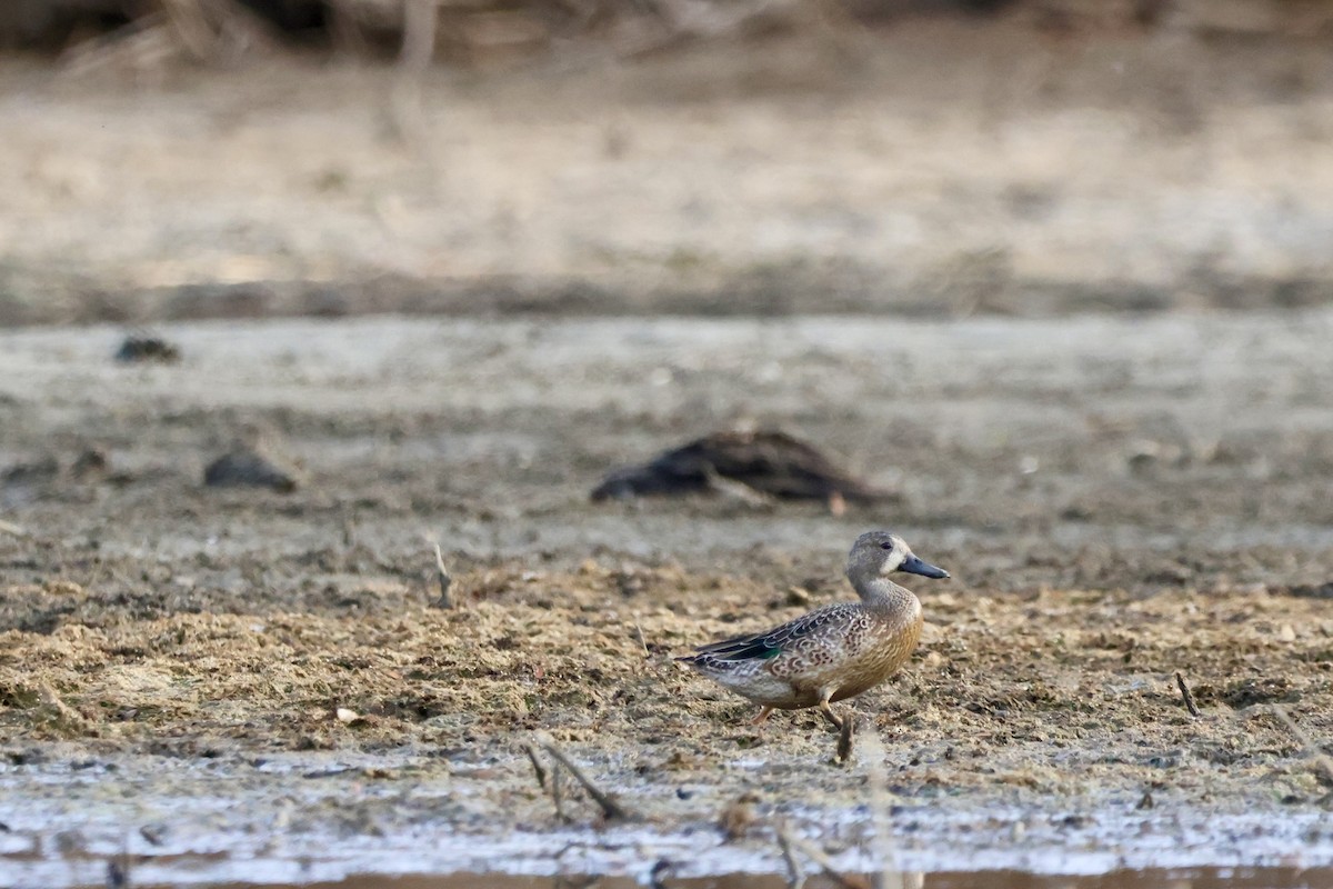 Blue-winged Teal - ML645242223