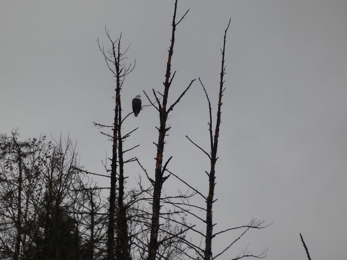 Bald Eagle - ML645242225