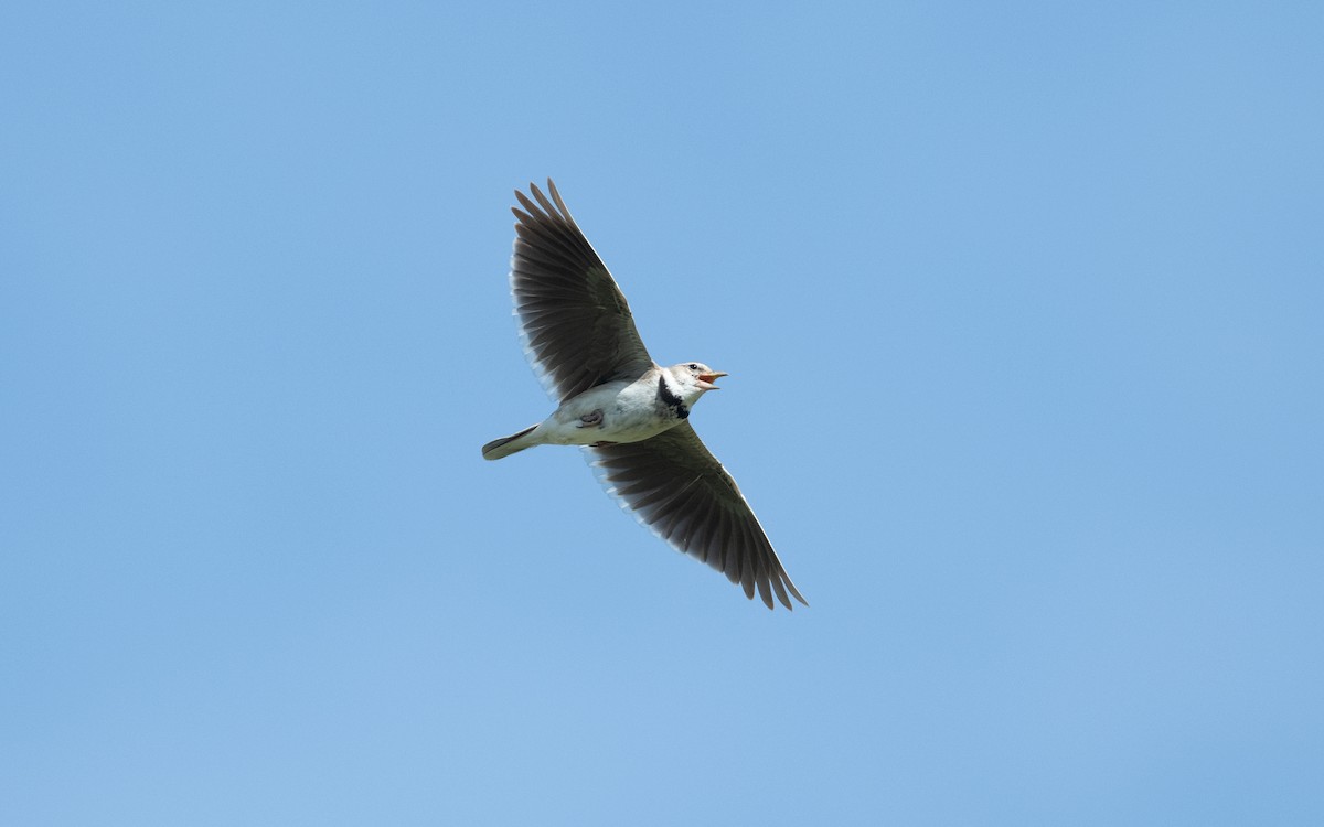 עפרוני ענק - ML645242227
