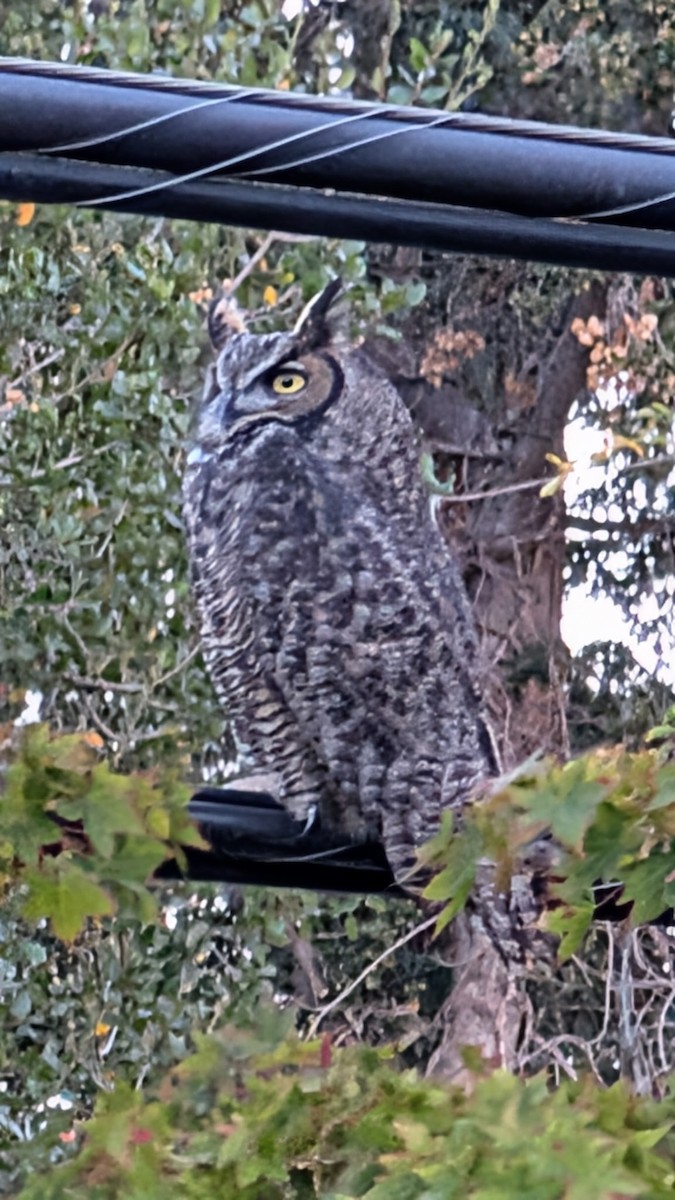 Great Horned Owl - ML645242240