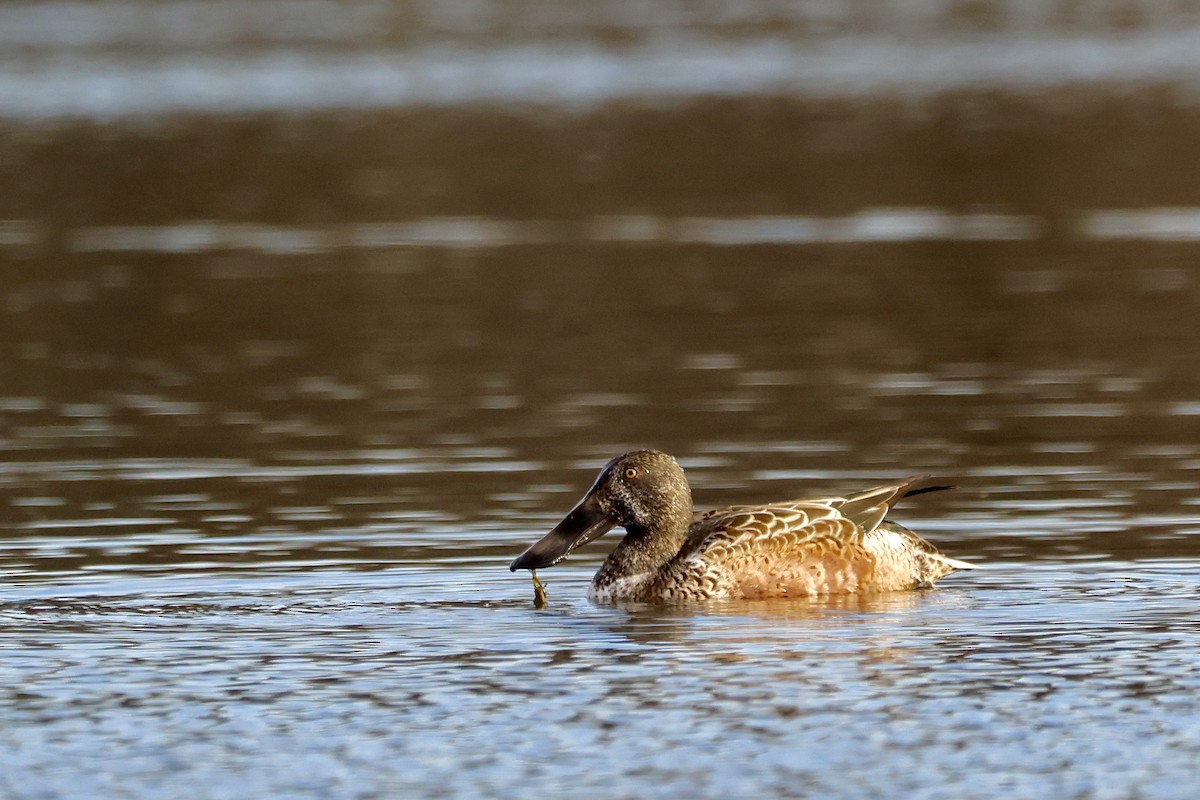 skjeand - ML645242248