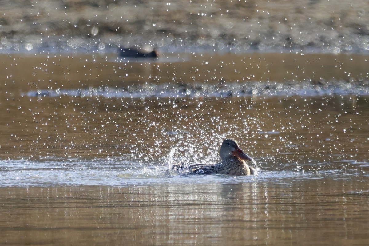 skjeand - ML645242249