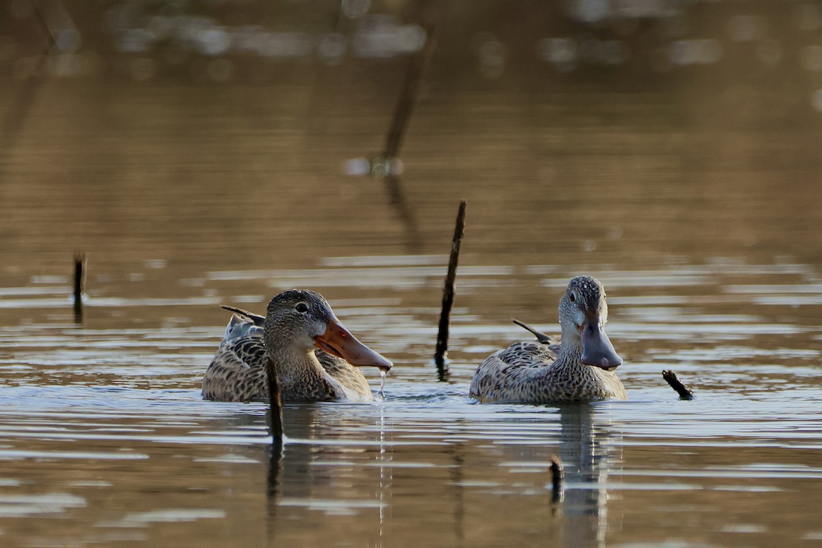 skjeand - ML645242251