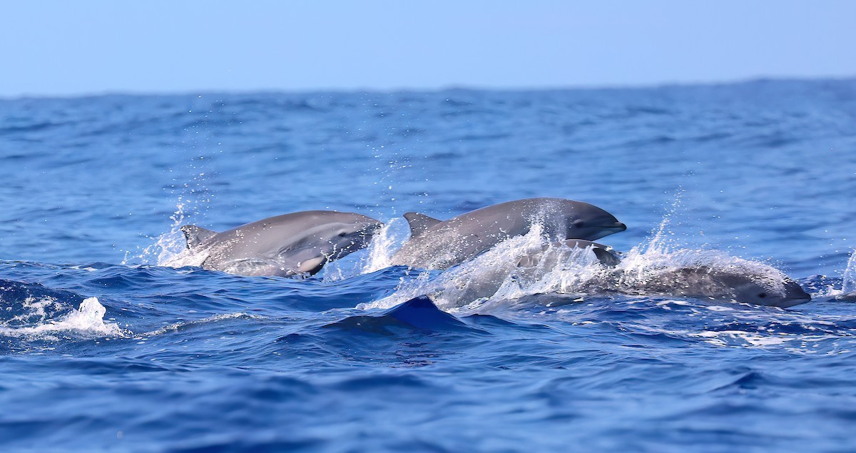 יונקים - ML645242263
