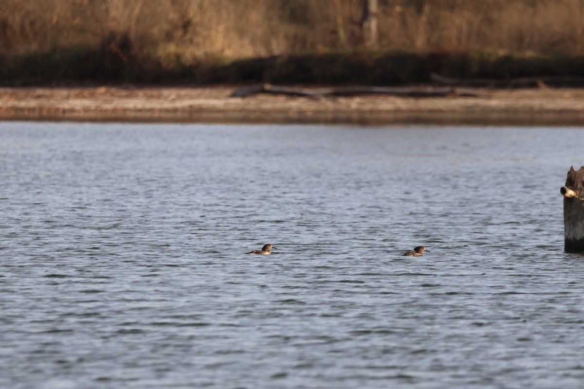 Hooded Merganser - ML645242280