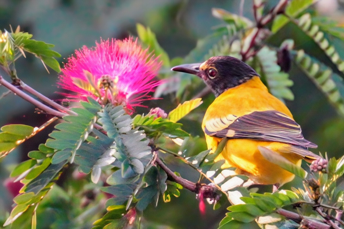 Black-hooded Oriole - ML645242291