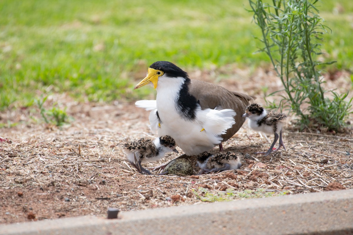 Hegabera maskaraduna - ML645242297