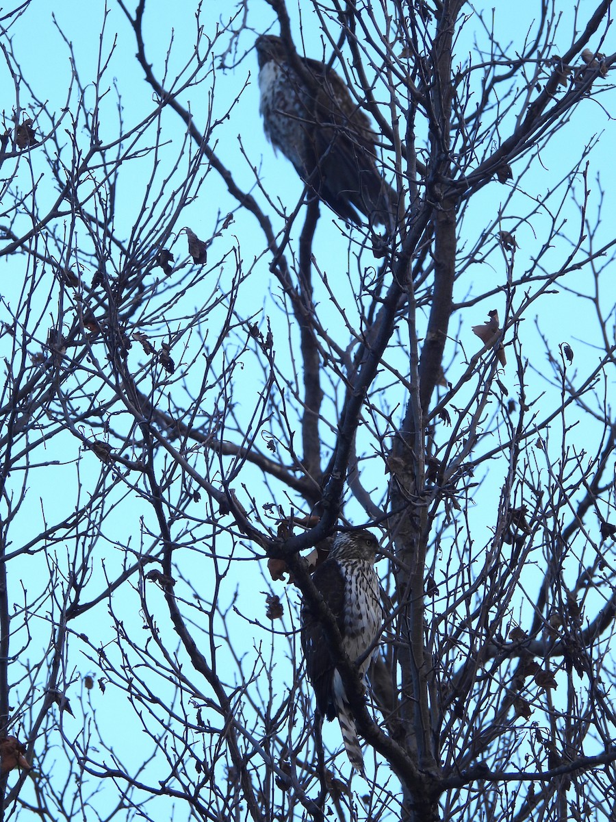 Cooper's Hawk - ML645242307