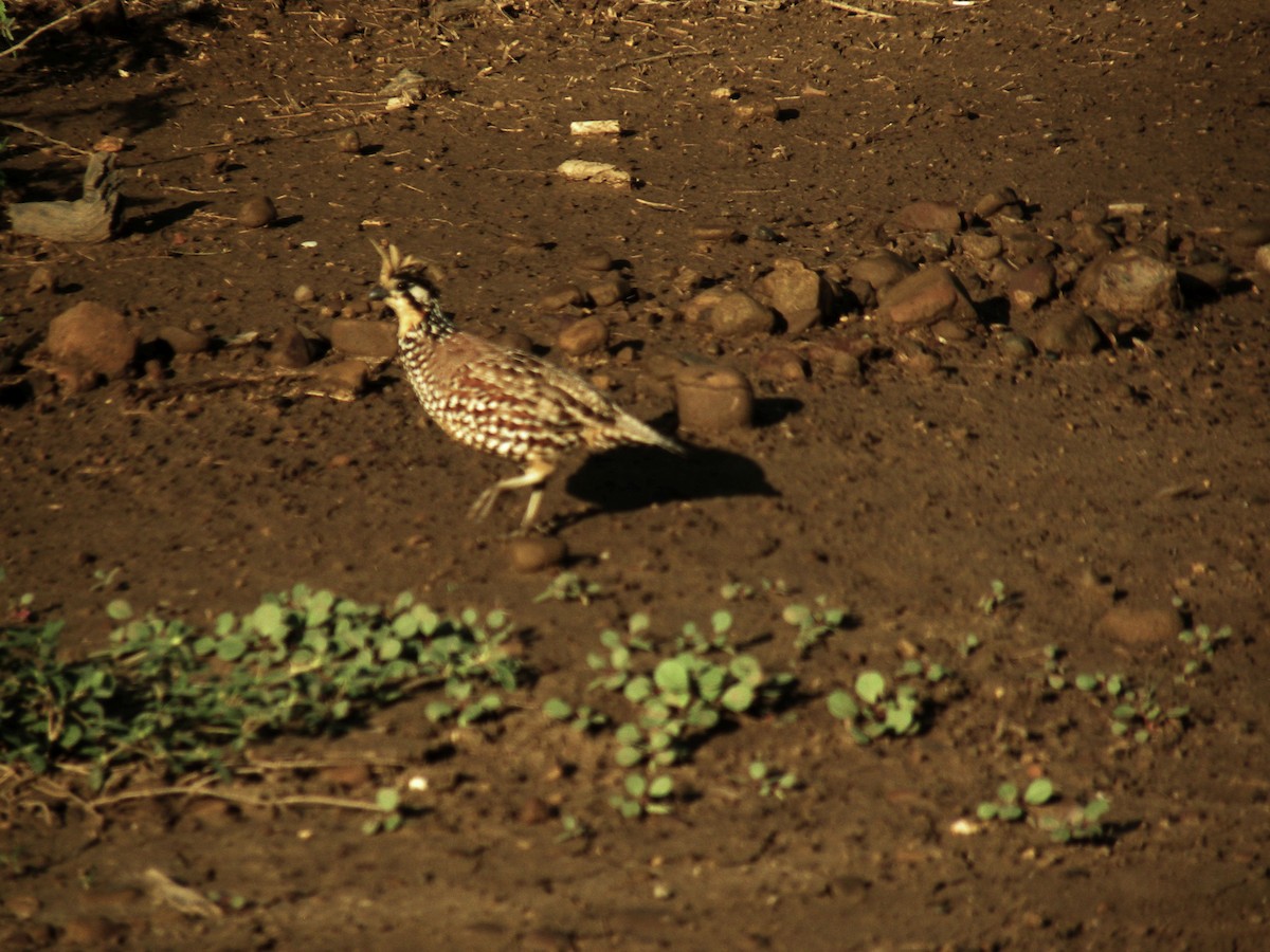 sørkrattvaktel - ML645242324