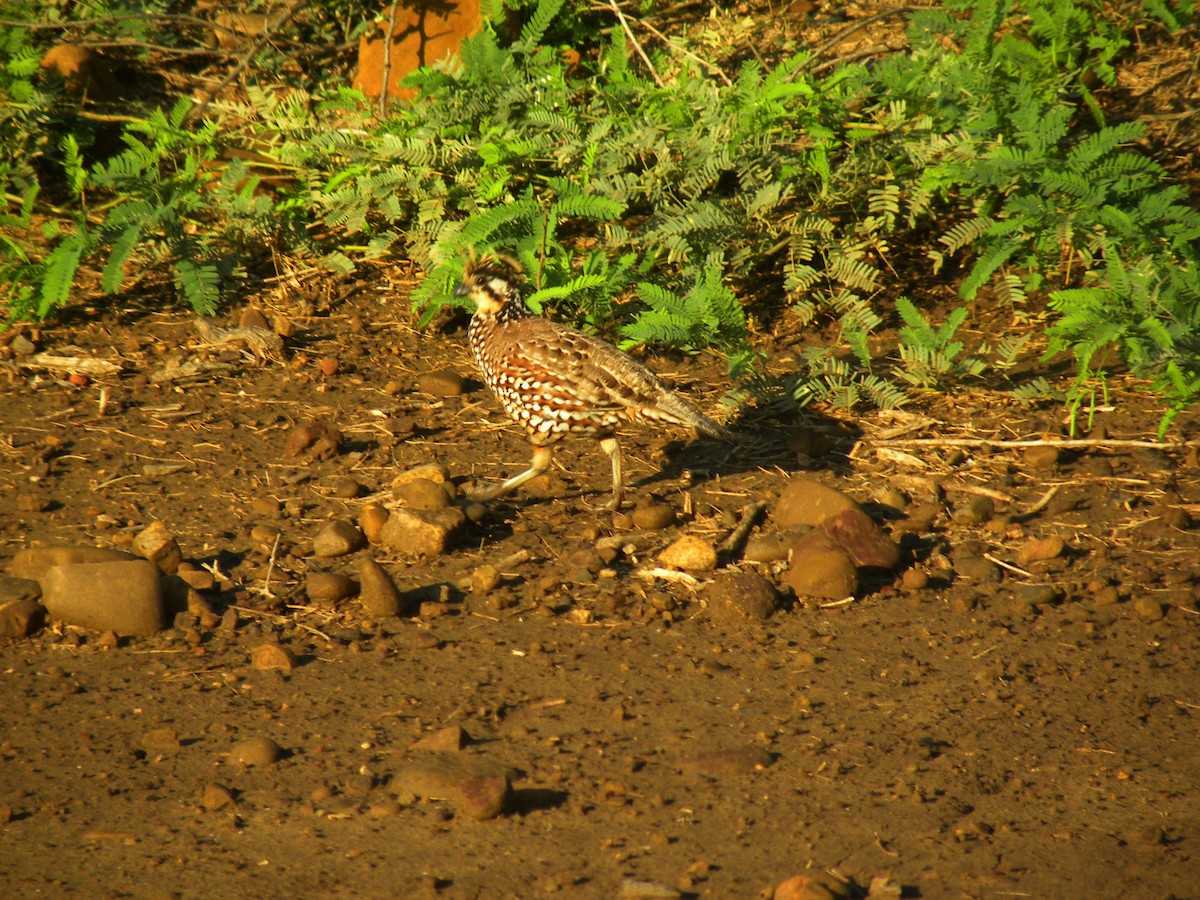 sørkrattvaktel - ML645242327