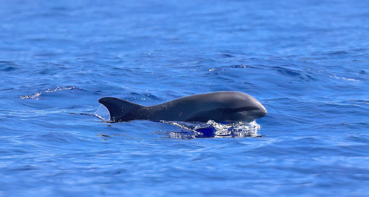 יונקים - ML645242335