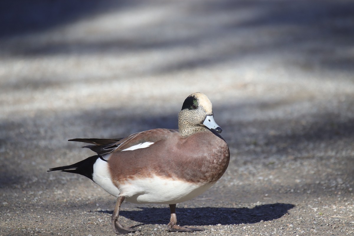 hvízdák americký - ML645242341