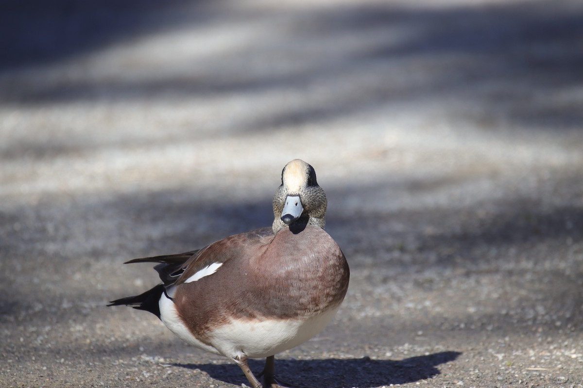 hvízdák americký - ML645242342