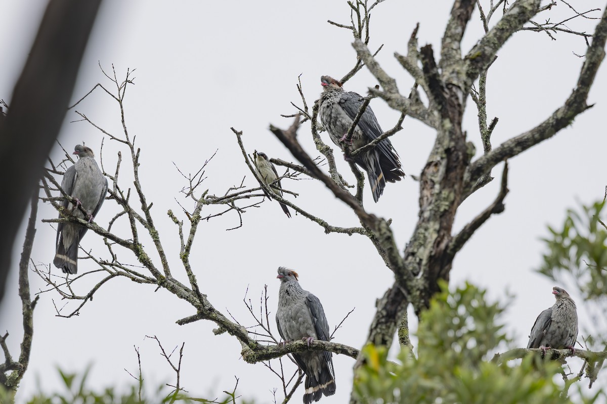 špaček lesklý - ML645242343