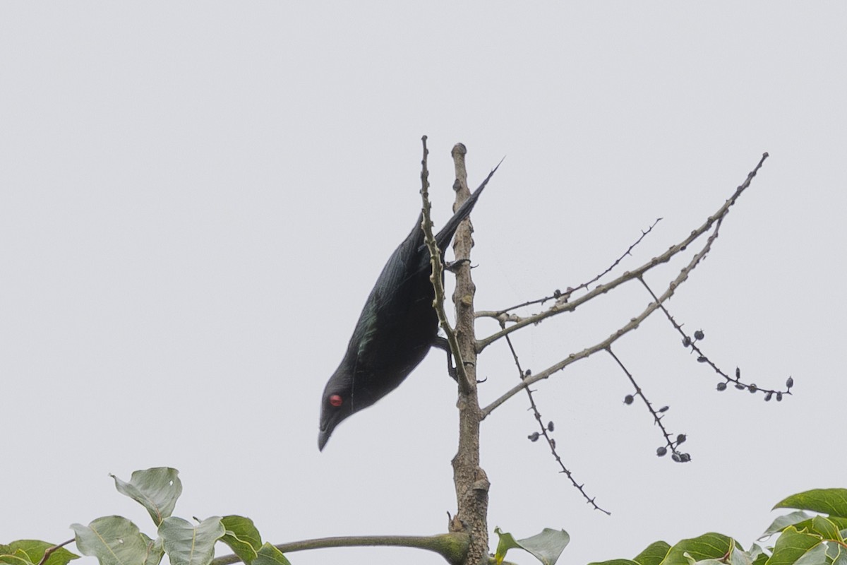 špaček lesklý - ML645242344