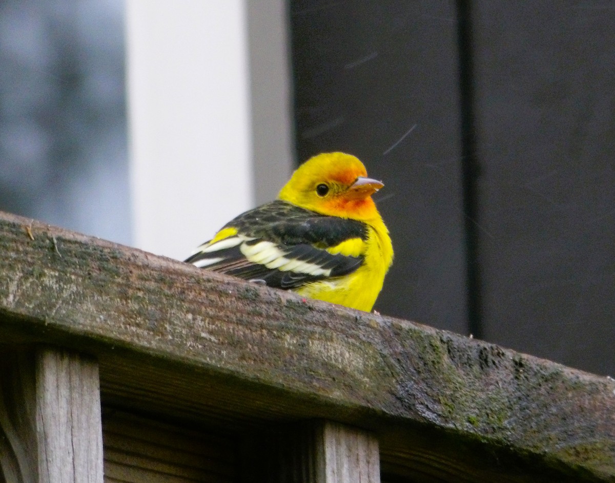 Western Tanager - ML645242346