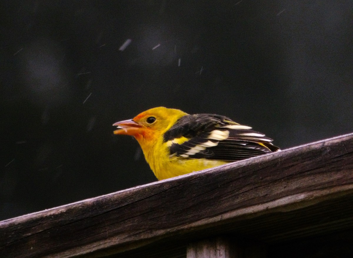 Western Tanager - ML645242347