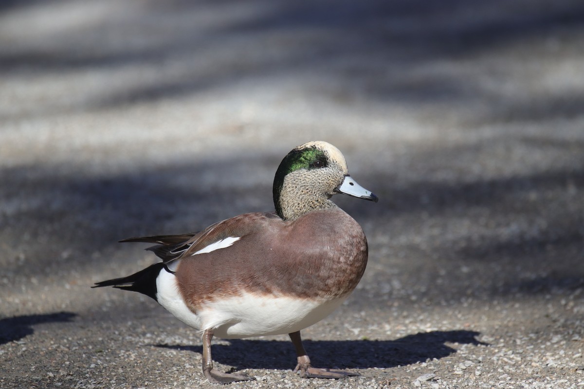 hvízdák americký - ML645242348