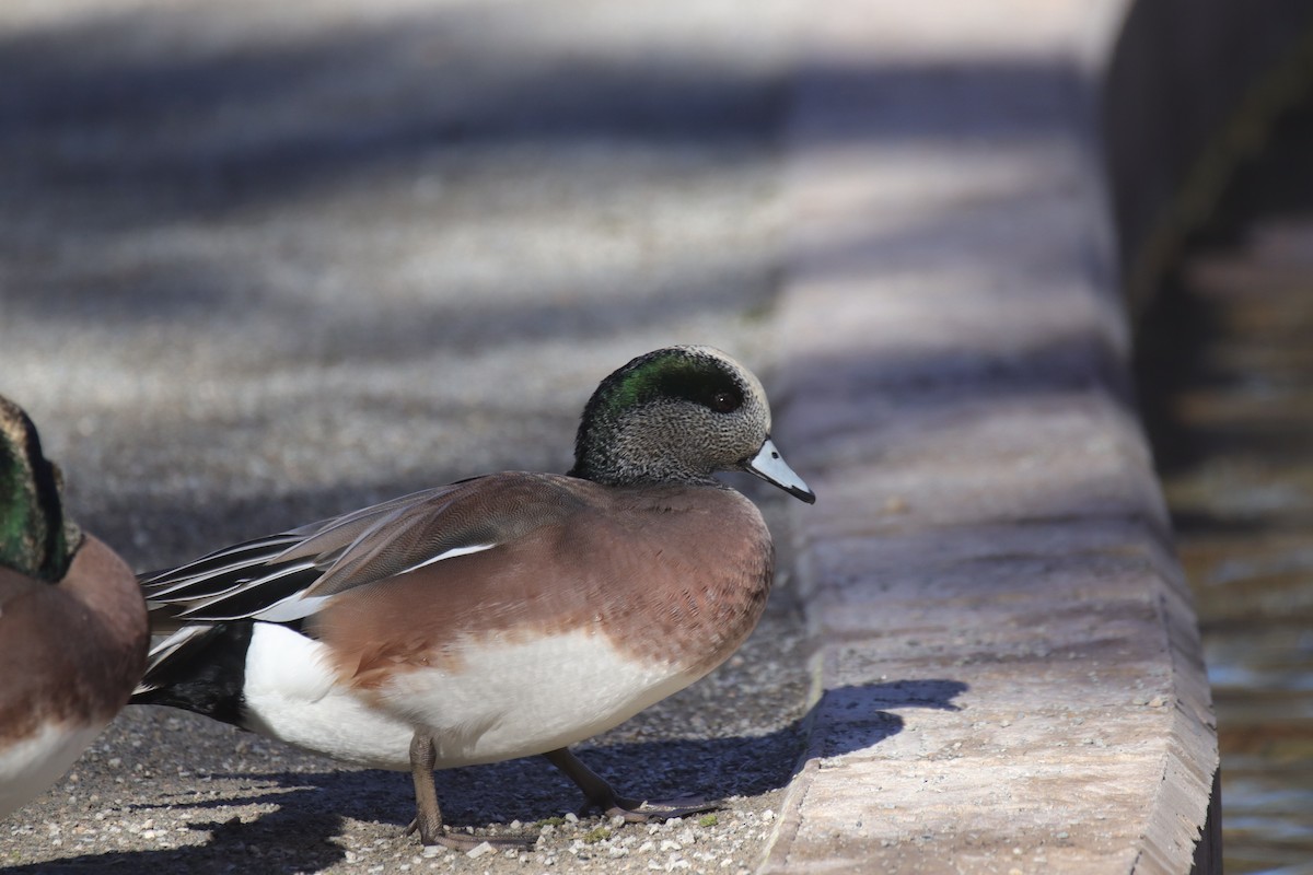 hvízdák americký - ML645242355