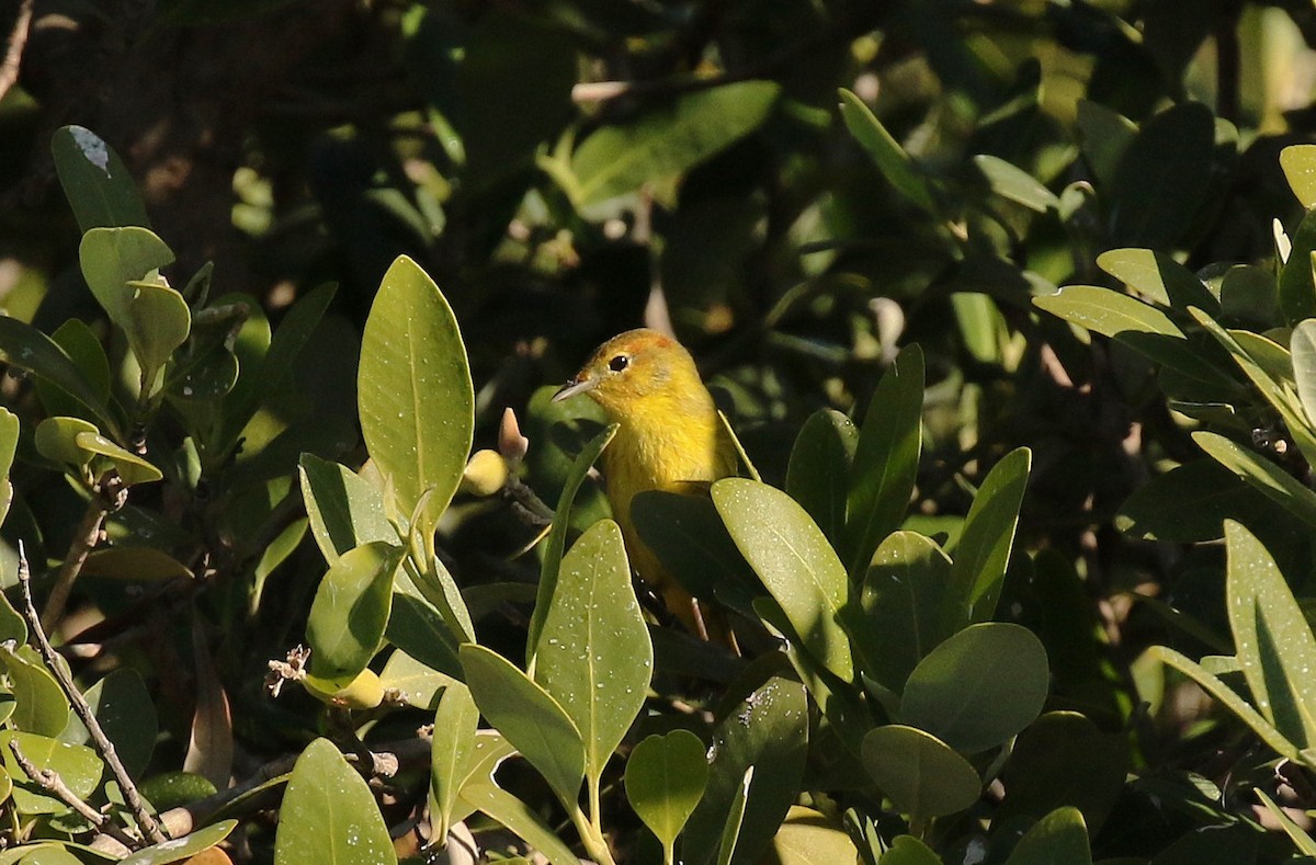 Mangrove Yellow Warbler - ML645242362