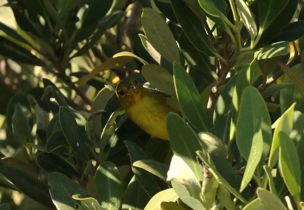 Mangrove Yellow Warbler - ML645242363