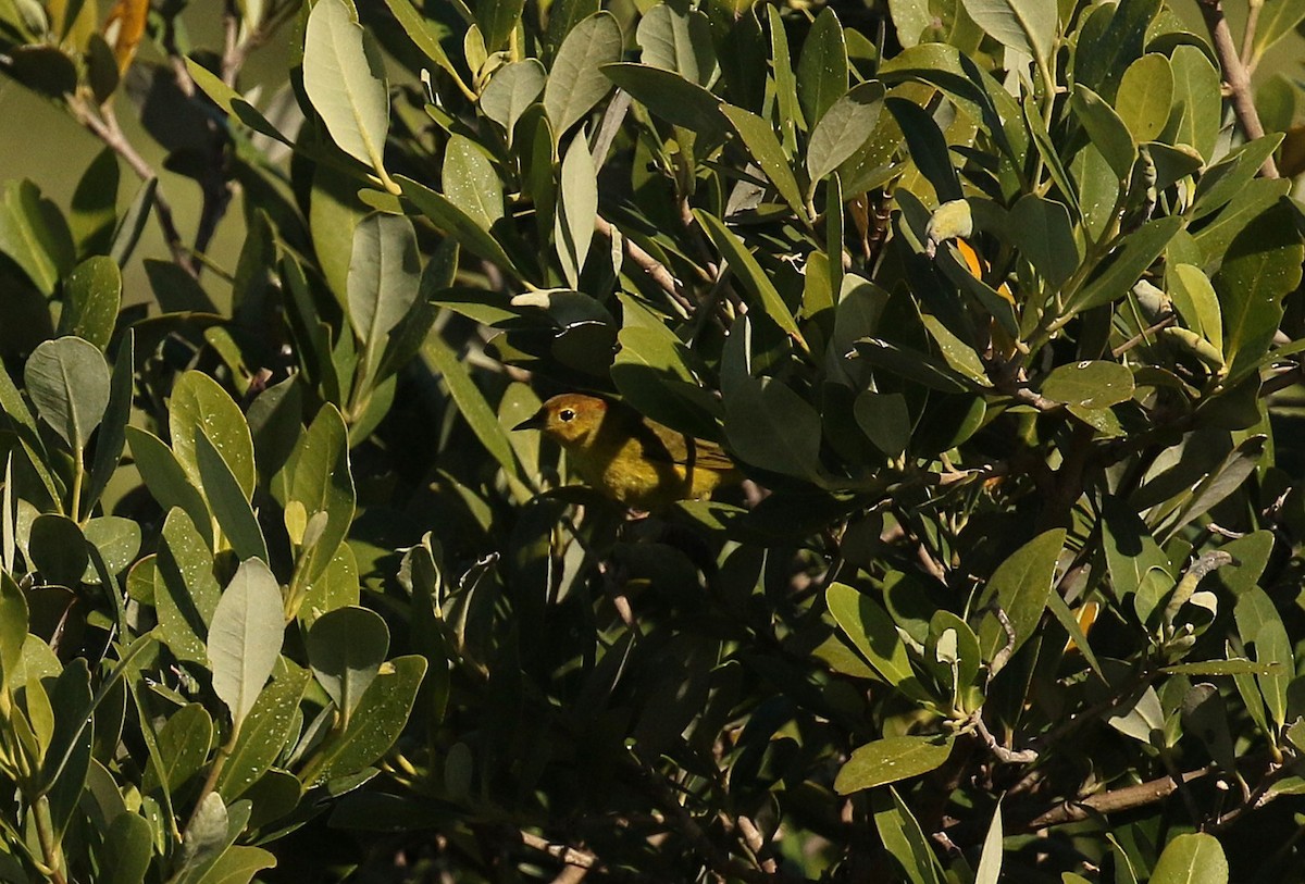 Mangrove Yellow Warbler - ML645242364