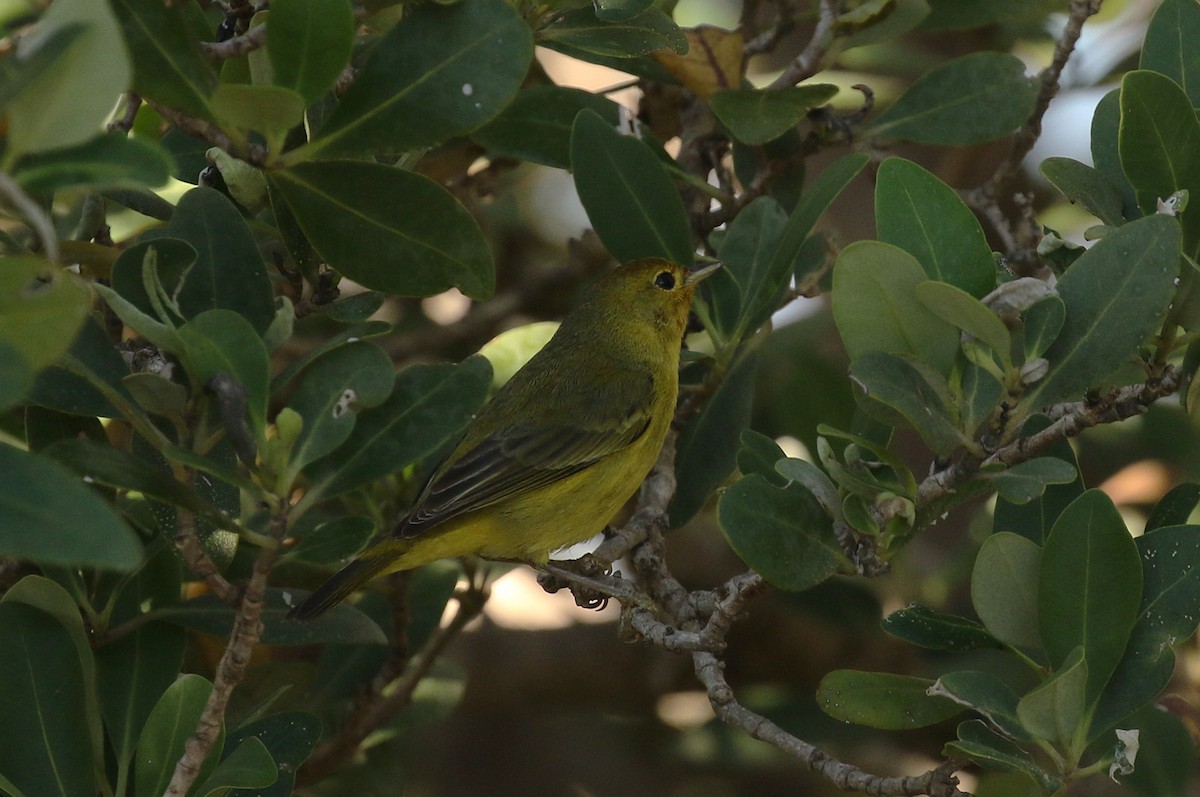 Mangrove Yellow Warbler - ML645242365