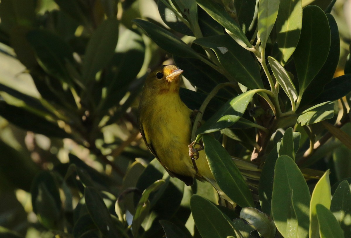 Mangrove Yellow Warbler - ML645242366