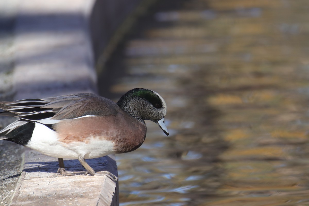 hvízdák americký - ML645242367