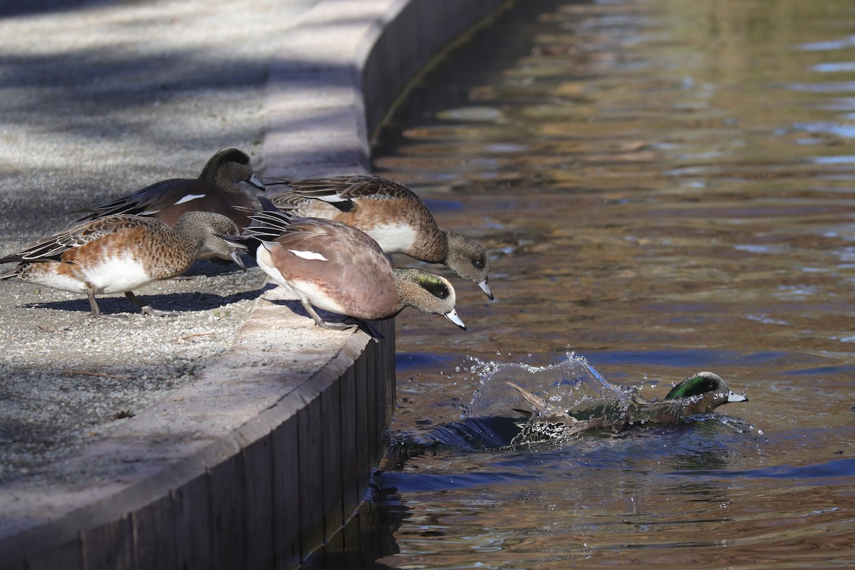 hvízdák americký - ML645242371