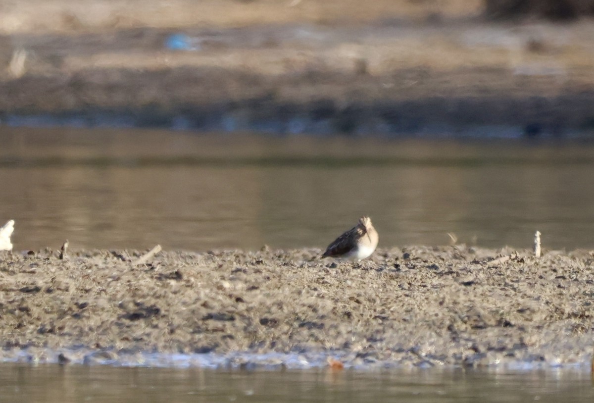 Wilson's Snipe - ML645242372