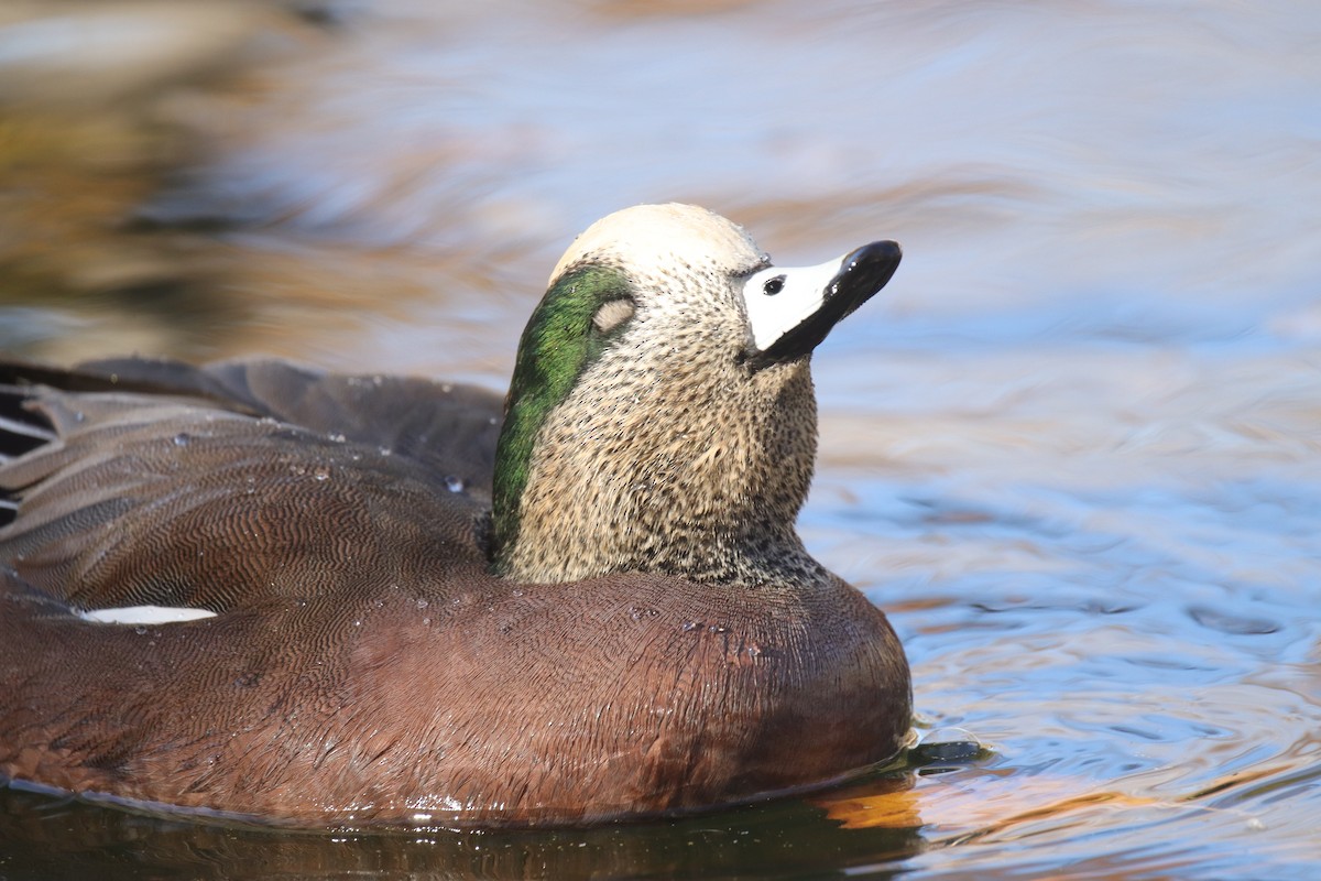 hvízdák americký - ML645242393