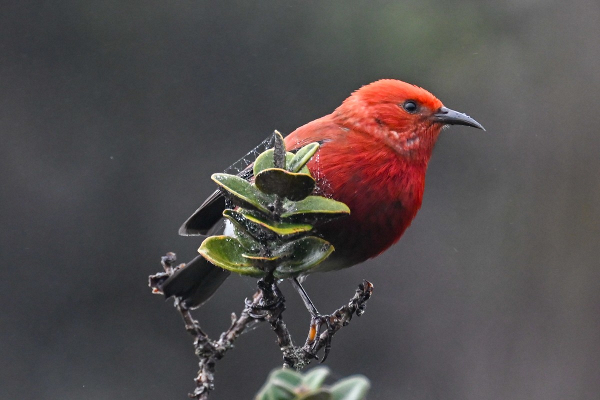 Apapanesi - ML645242411