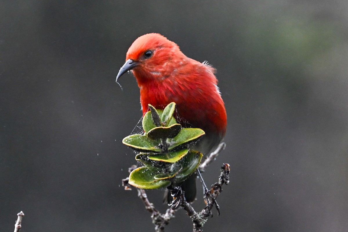 Apapanesi - ML645242412