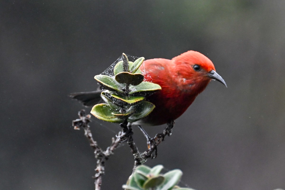 Apapanesi - ML645242413