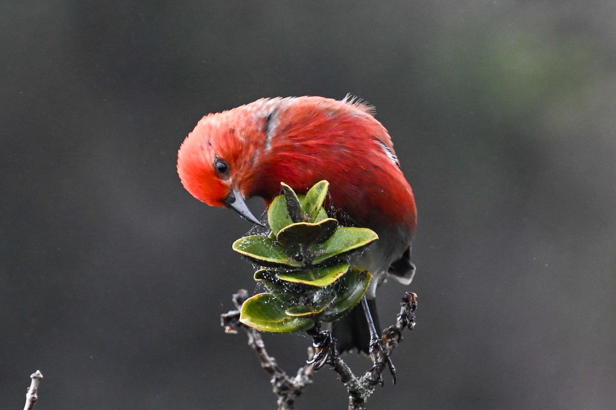 Apapanesi - ML645242414