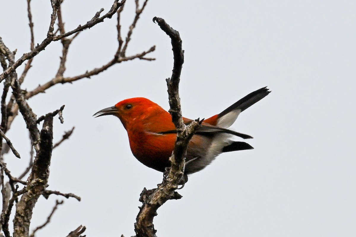 Apapanesi - ML645242415