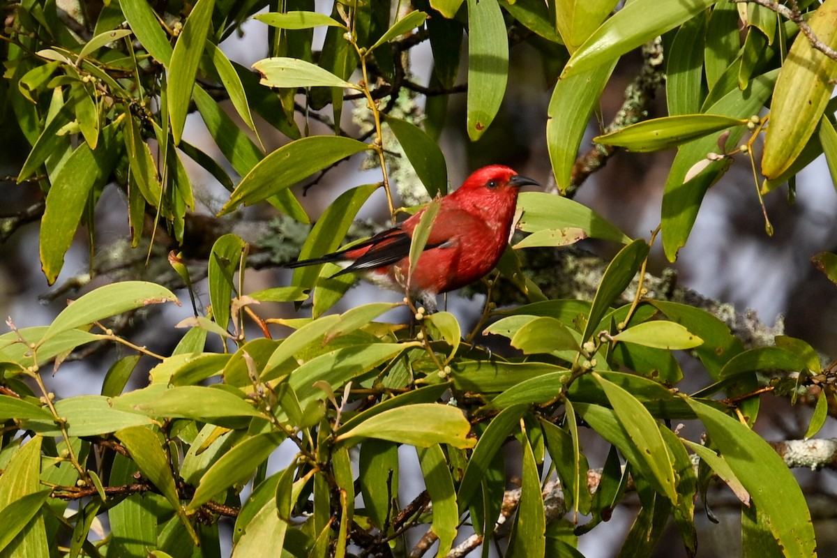 Apapanesi - ML645242416