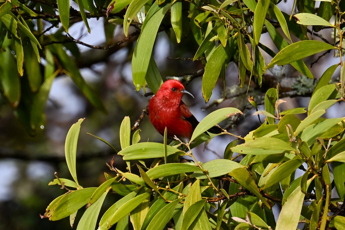 Apapanesi - ML645242417