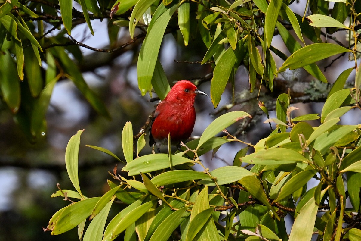 Apapanesi - ML645242418