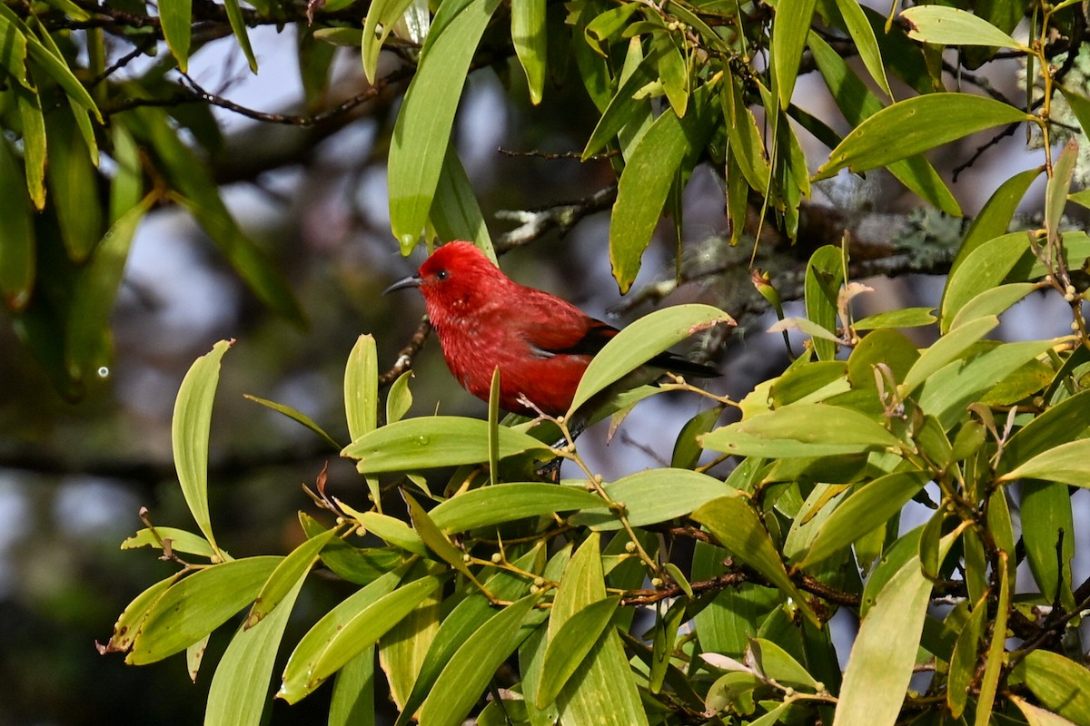 Apapanesi - ML645242419