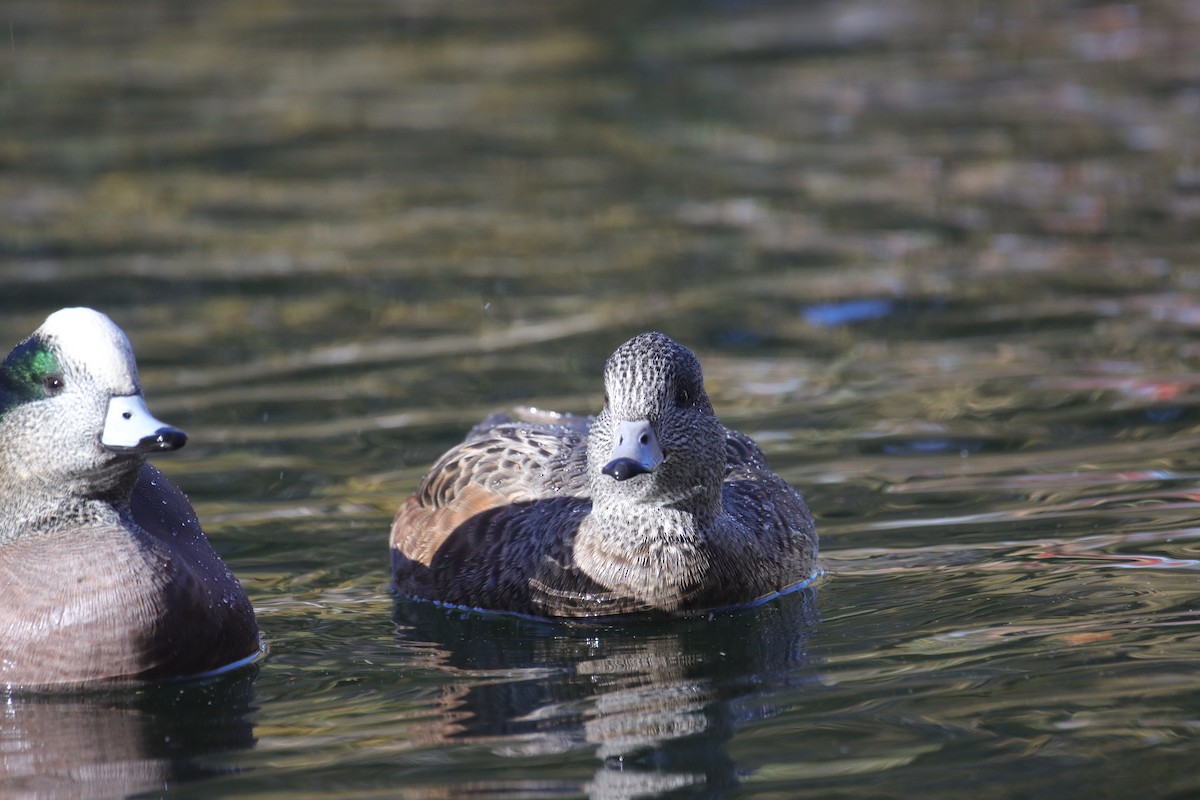 hvízdák americký - ML645242423